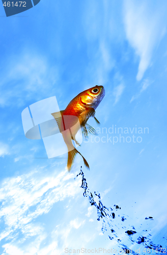 Image of goldfish jumping out of the water