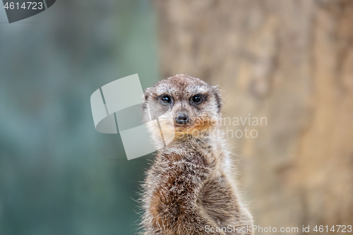 Image of funny ground squirrel