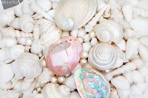 Image of Natural Seashell and Pearl Beauty