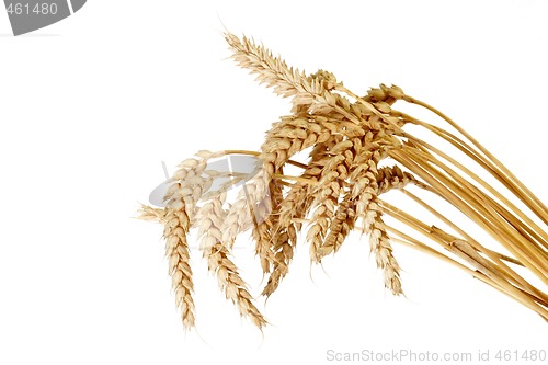 Image of Wheat