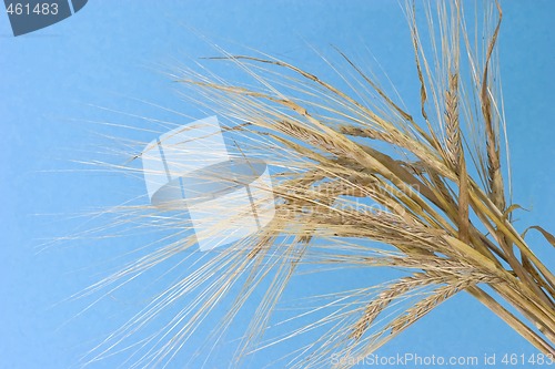 Image of Barley on Blue Background