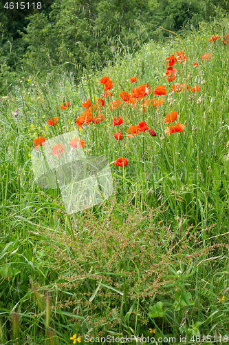 Image of poppy field