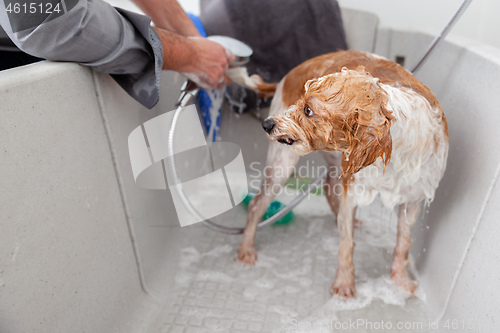 Image of bathing a cute dog