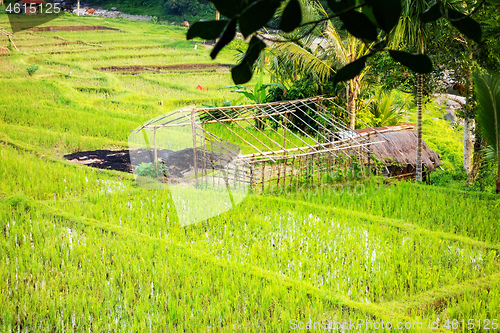 Image of hut in a rice field in Bali Indonesia