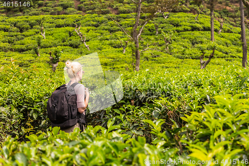 Image of Active caucasian blonde woman enjoing fresh air and pristine nature while tracking among tea plantaitons near Ella, Sri Lanka. Bacpecking outdoors tourist adventure