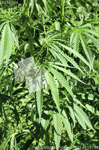 Image of Green fresh foliage of cannabis plant (hemp, marijuana)