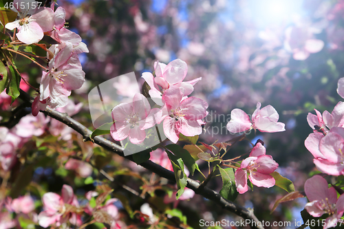 Image of Branches of spring tree with beautiful pink flowers 