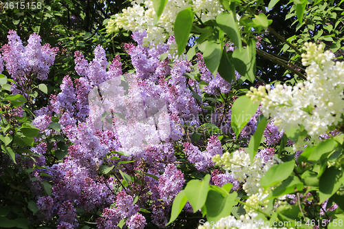 Image of Beautiful bright flowering spring bush of lilac