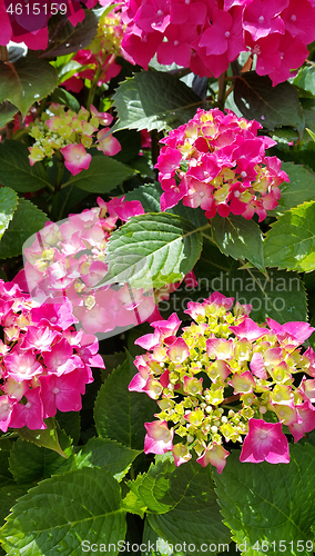 Image of Close-up of beautiful flowers of Hydrangea