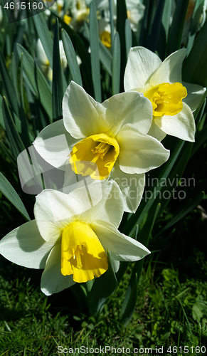 Image of Beautiful white flowers of spring Narcissus