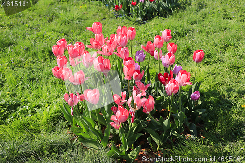 Image of Beautiful bright pink tulips on a green glade