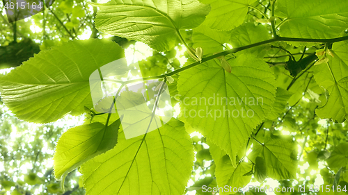 Image of Spring fresh foliage of linden tree 