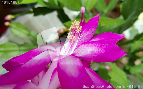 Image of Beautiful flower of Schlumbergera