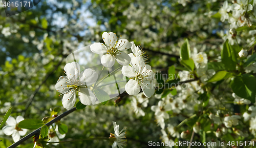 Image of Beautiful branch of spring blooming tree 