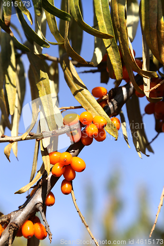 Image of Branches of sea buckthorn