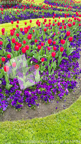 Image of Green lawn with beautiful tulips and violets flowers