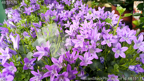 Image of Beautiful lilac bell flowers 