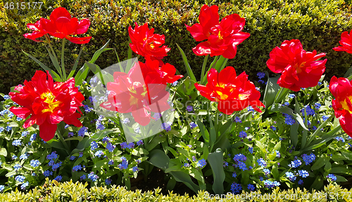 Image of Beautiful Tulips and Forget Me Not flowers