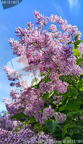 Image of Spring branches with blossoming lilac flowers