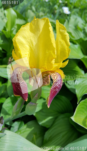 Image of Beautiful yellow iris flower