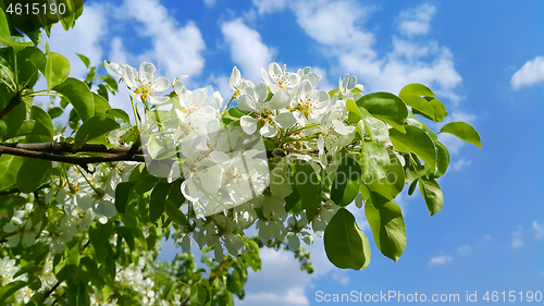 Image of Beautiful branch of a spring fruit tree with beautiful white flo