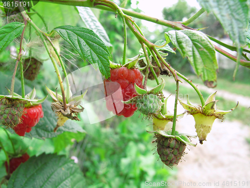 Image of Branch of raspberries 