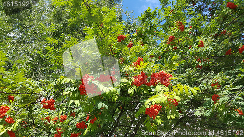 Image of Branches of mountain ash with bright orange berries