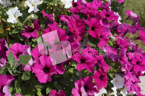 Image of Beautiful flowering petunia