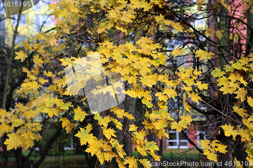 Image of Beautiful bright foliage of autumn maple tree