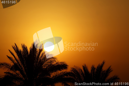 Image of Beautiful morning sun and palm trees