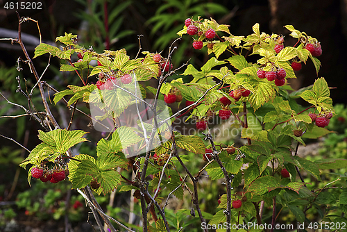 Image of Raspberry bush with bright ripe berries