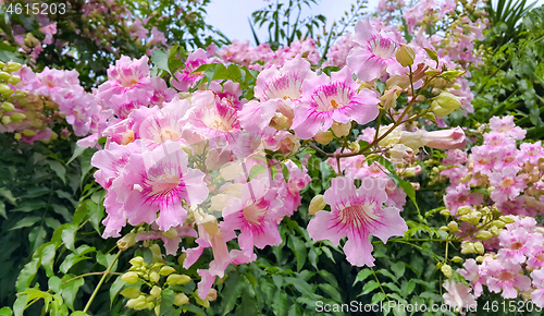 Image of Perennial bush with beautiful pink delicate flowers