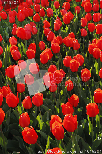 Image of Beautiful red tulips glowing on sunlight