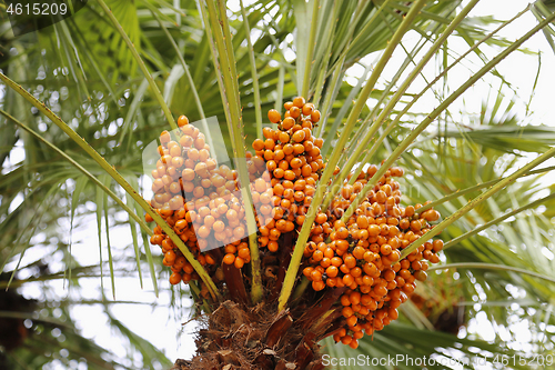 Image of Palm tree with bright orange fruits