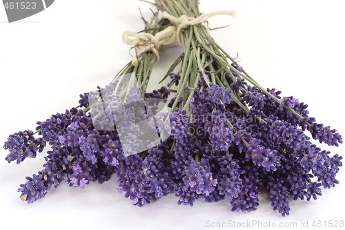 Image of Lavender