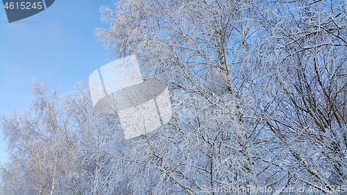 Image of Branches of trees covered with snow and hoarfrost