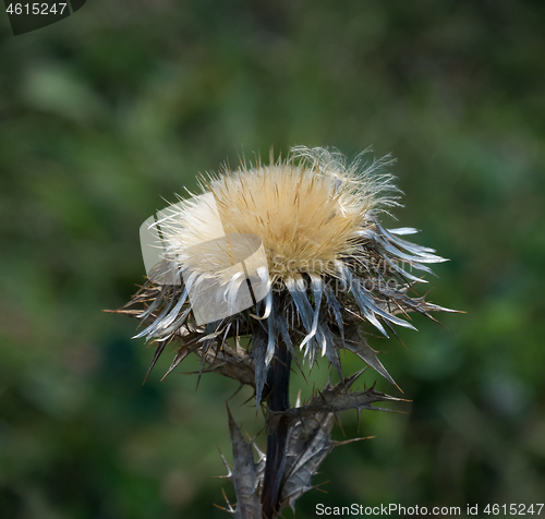 Image of Carline Thistle