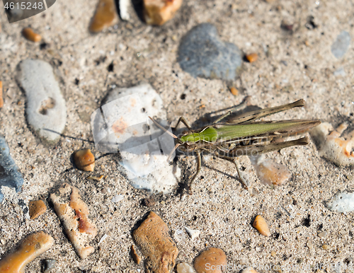 Image of Common Green Grasshopper