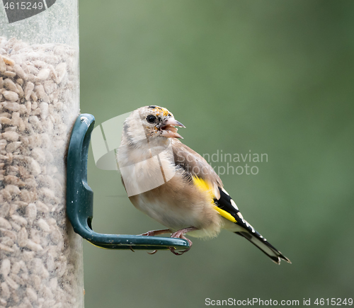 Image of European Goldfinch Juvenile