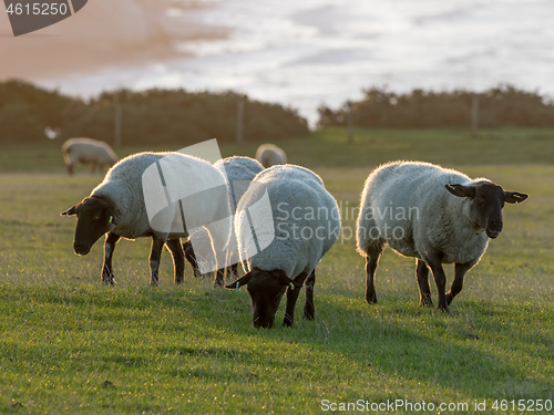 Image of Suffolk Sheep Ewes at Sunrise