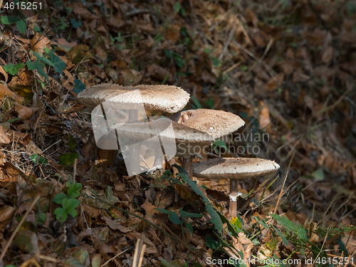 Image of Fungi on Roadside Verge