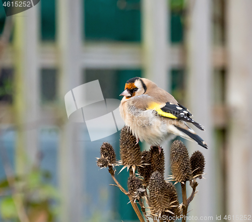 Image of European Goldfinch Adult on Seedhead