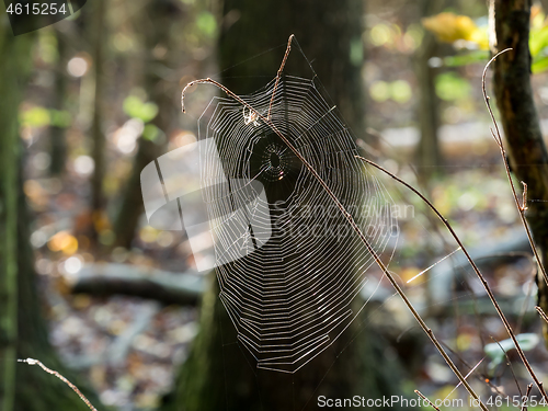 Image of Spider Web Backlit