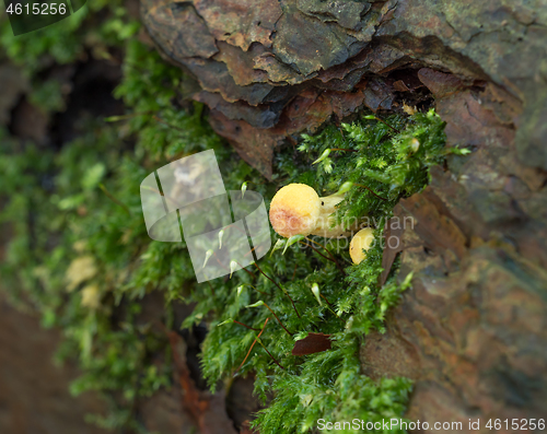 Image of Yellow Fungus with Moss