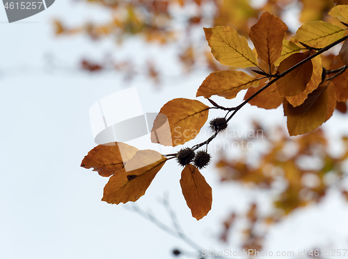 Image of Beech Leaves