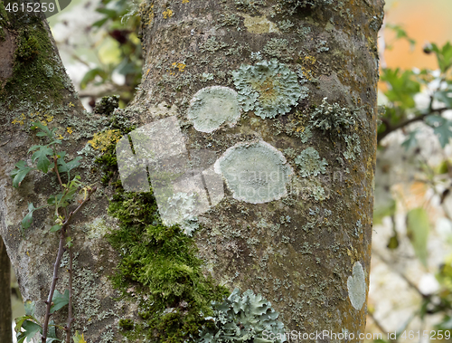 Image of Lichens and Moss on Tree