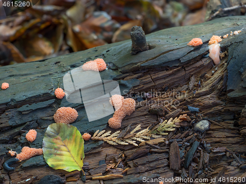 Image of Slime Mould Tuberifa Ferruginosa