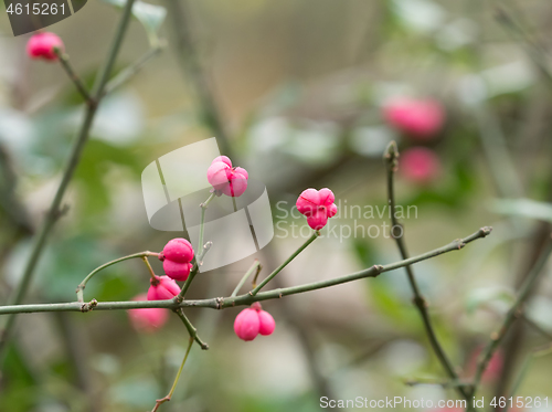 Image of Spindle Tree Fruits