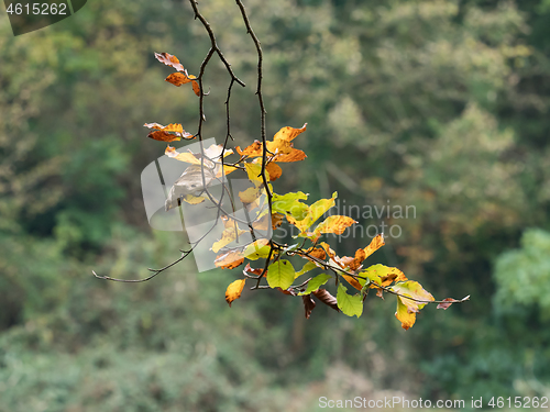 Image of Beech Leaves