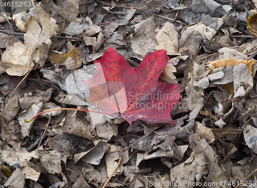 Image of Red Leaf Amongst Brown Leaves